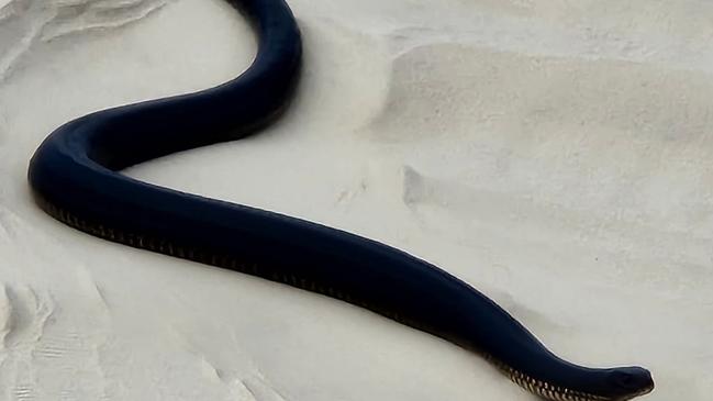 'Smilie' Hall and Patrick Lovekin were tagged into this post of a large black snake on Fraser Island's Eastern Beach on September 17. PHOTO: Smilie Hall/Patrick Lovekin