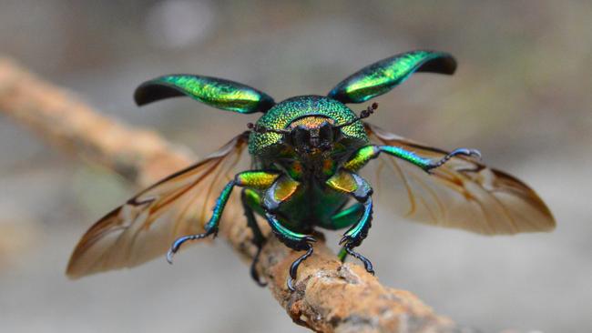 There are about 35 species of Christmas beetles, eight of which occur in Sydney. Picture: Mandy Kidd