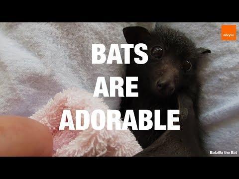 Bats Are One of the Cutest Animals Out There. Credit - Various via Storyful