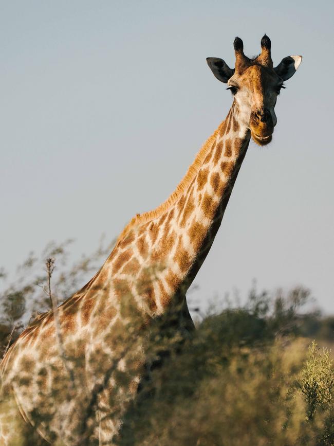 A giraffe peers over the foliage.