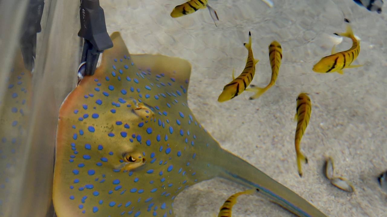 Behind the scenes at Reef HQ. Aquarist Kathy Connellan feeds Pancake the Blue Lagoon Ray. Picture: Evan Morgan