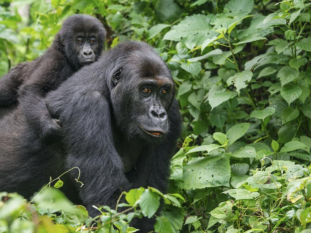 A Gorilla baby riding on back of mother in the Congo Picture: istock