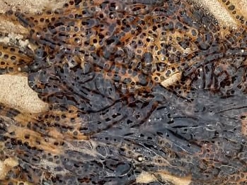 A Queensland resident has discovered cane toad eggs on Castaways Beach near Noosa Heads. Picture: Facebook.