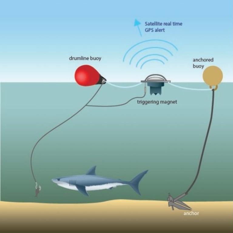 NSW MPs called on the government to use alternative technologies like SMART drumlines instead of shark nets. Picture: Shark Smart