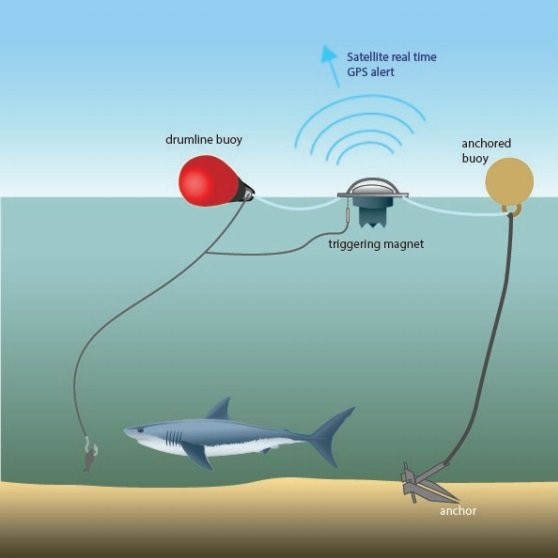 NSW MPs called on the government to use alternative technologies like SMART drumlines instead of shark nets. Picture: Shark Smart