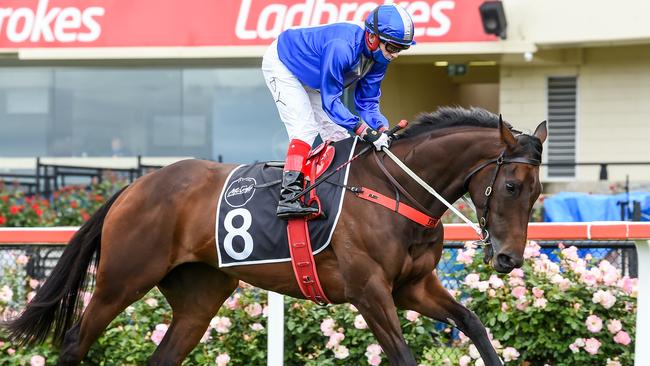 Oceanex (NZ) ridden by Dean Yendall prior to the McCafe Moonee Valley Gold Cup at Moonee Valley Racecourse on October 21, 2020 in Moonee Ponds, Australia. (