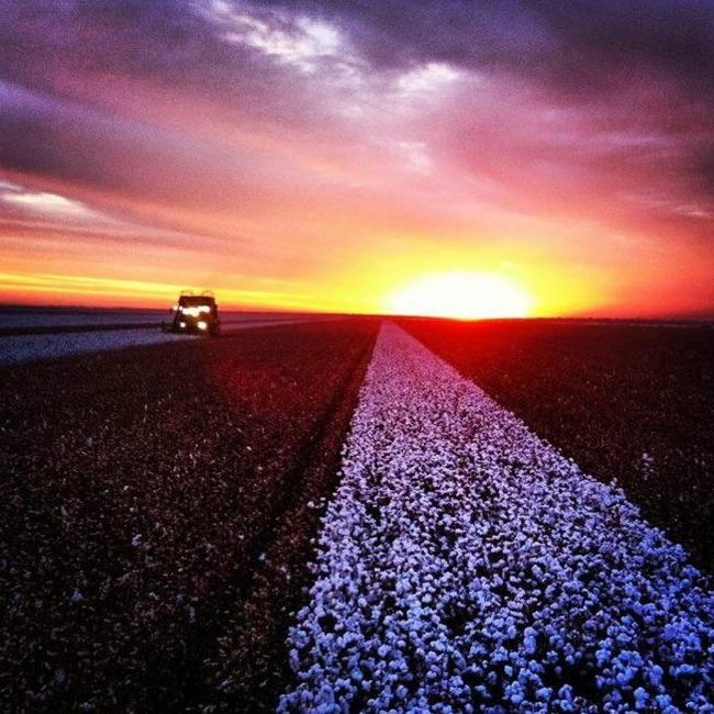 Cotton picking at Moree, NSW. Picture: Shane Rose.