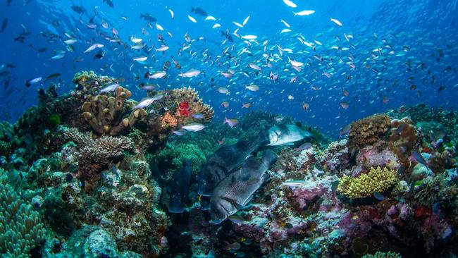 Some ‘fact-checkers’ are bending over backwards to dismiss any positive news about the Great Barrier Reef. Picture: Sota Yamaguchi