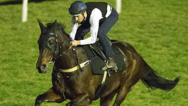 Champion race horse Winx has her last track gallop ahead of her race on Saturday. Picture: Jenny Evans