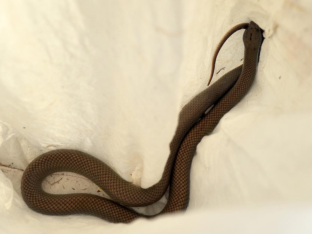 A mulga (king brown) snake.