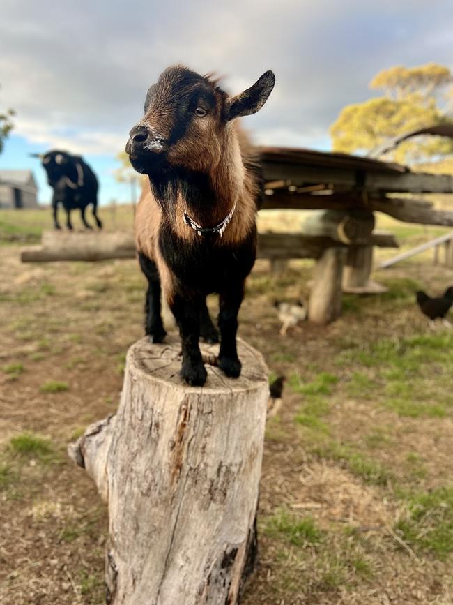 Meeting the pygmy goats is a highlight of staying at Luna Lodge. Picture: Linda Smith