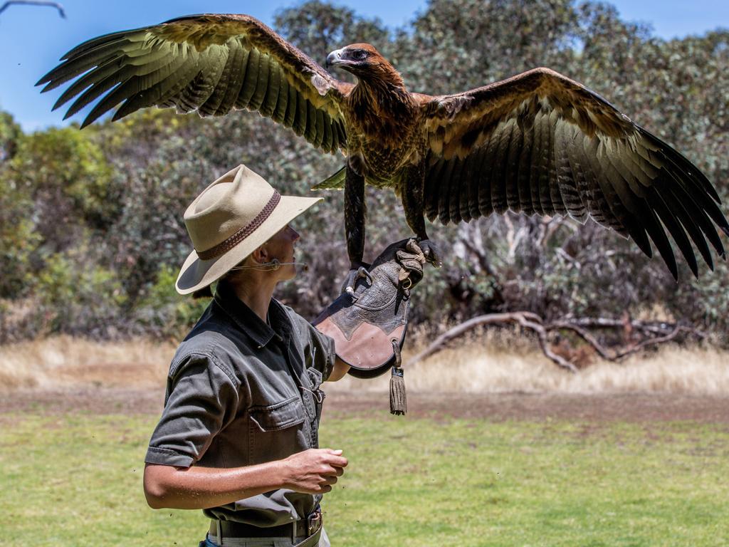 Raptor Domain, Kangaroo Island. Picture: Tourism Australia
