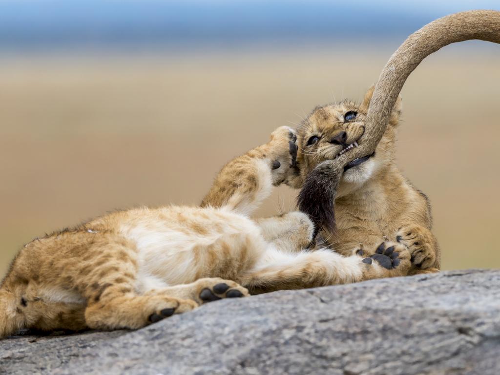 Photographer Yaron Schmid said the best moment when watching a pride of lions was when three young cubs started chasing, playing and biting their mum's tail as if they were kittens that were playing with yarn. Picture: Yaron Schmid / National Geographic Photo Contest