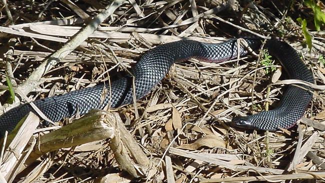 Snakes - Campbelltown City Council