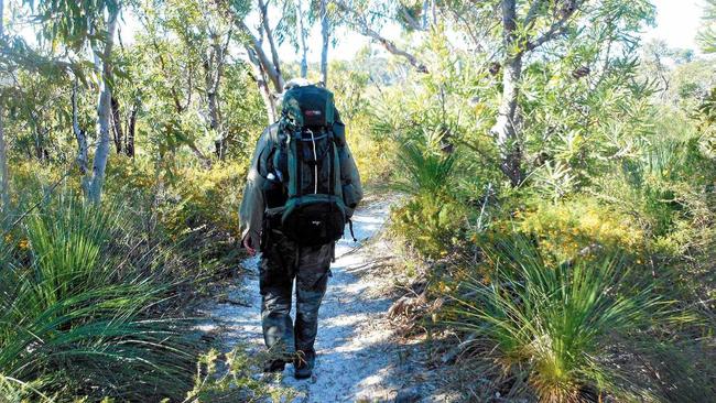 A track on the Cooloola Great Walk.