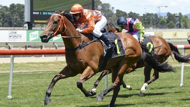 Major Time is looking to salute in the COwra Japan Cup. Picture: Bradley Photos