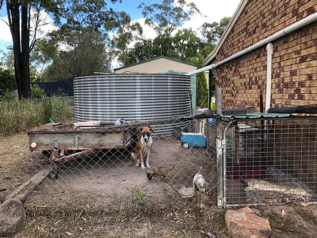 Sasha and her puppies were seized by the RSPCA from the Aldershot home of Natasha Lee and Shane Leslie Bennett.