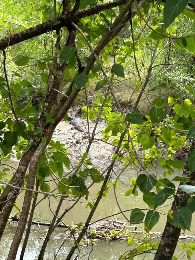 A 2m croc has been targeted for removal in Trinity Park after concerned residents raised the alarm after kids were seen swimming nearby. Photo: Facebook