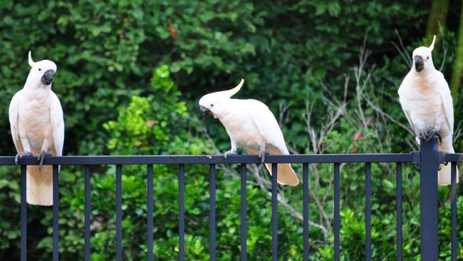 Here are some photos taken this week in my backyard: Cockatoos visiting the pool Regards, Adrian Bohl Freshwater