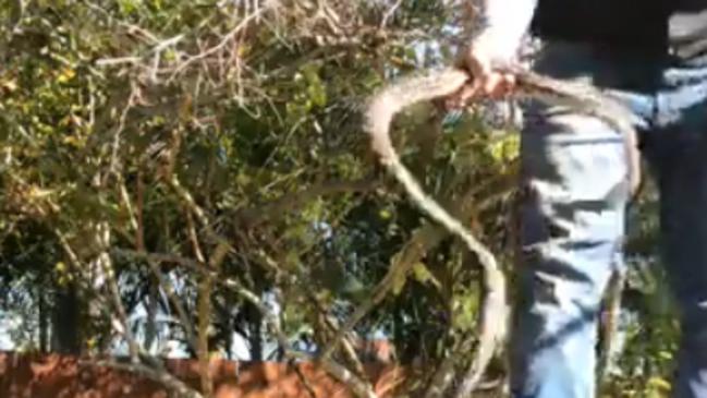 Nick Blandthorn was bitten on the bum and close to his groin area by a carpet python he caught in a Helensvale back yard.