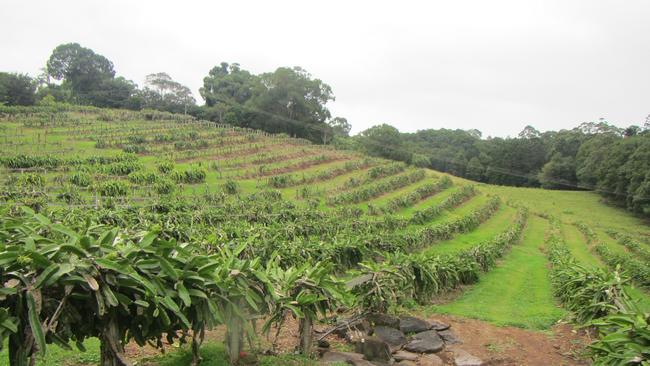 Lush terraces at Tropical Fruit World in Duranbah.