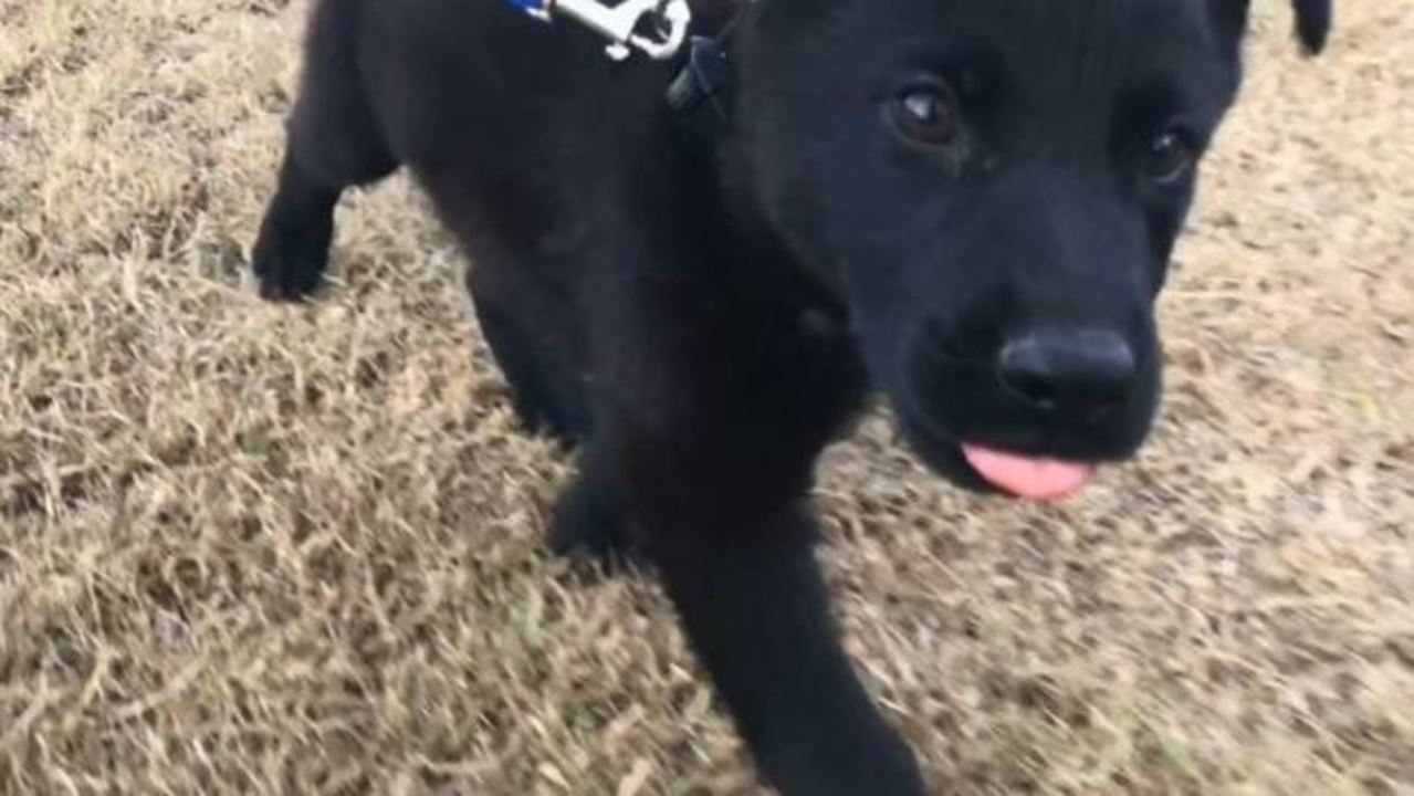 Queensland Police Introduce Litter of New 'Paw Enforcement' Recruits