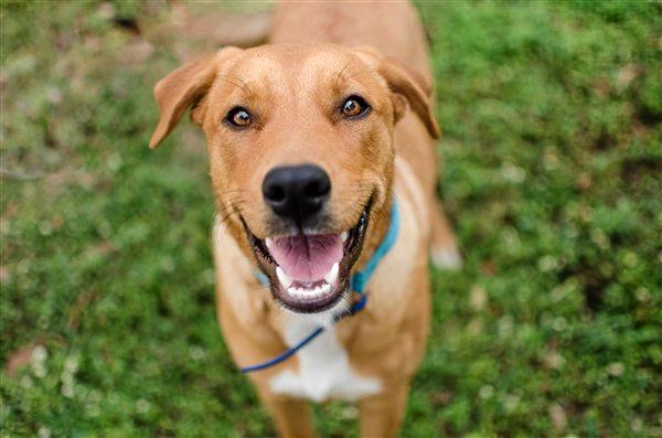 Meet these 10 friendly faces waiting at the Gympie RSPCA | The Courier Mail