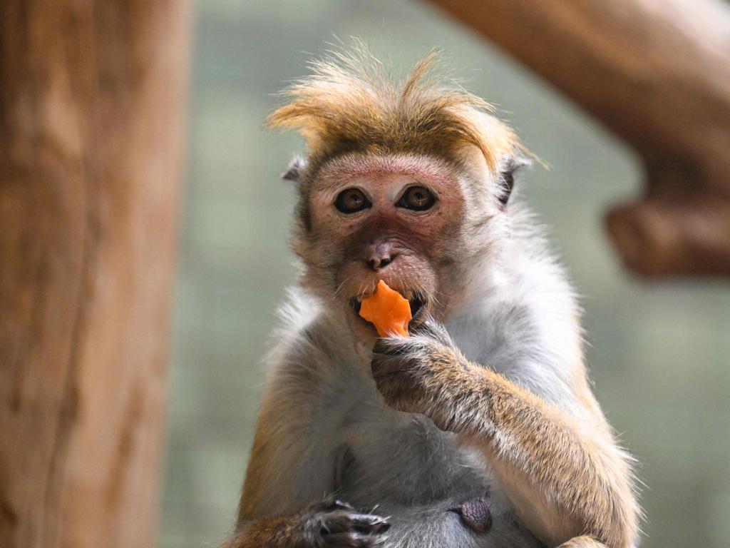 A person in Tasmania has exposed themselves to “potentially fatal” herpes after breaking into a snow monkey enclosure to collect coins from a pond.