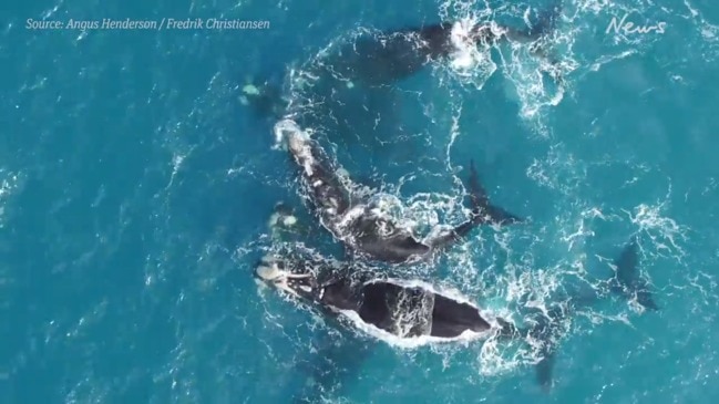 Southern right whales in South Australia