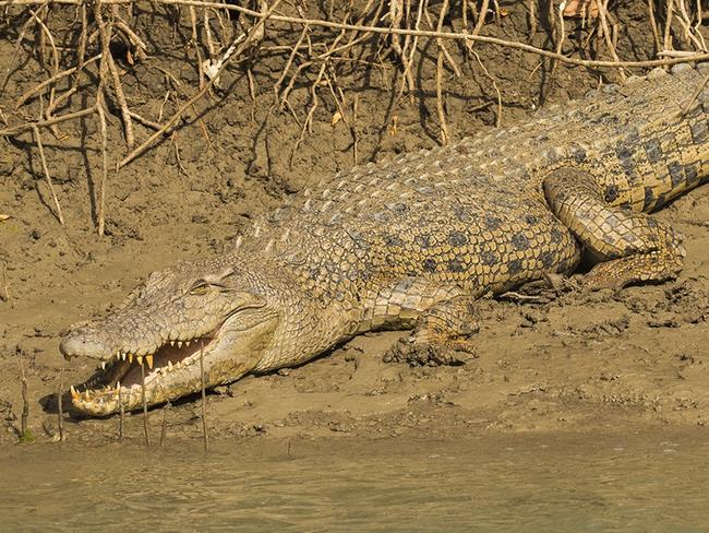 Mass mangrove die-back in Gulf, saltwater crocodile. Picture supplied.