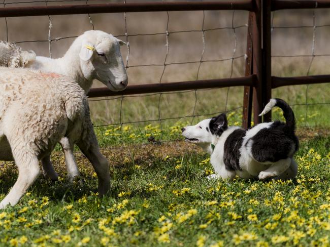 Baaaaaack off … Indi gets in. Picture: Melissa Spencer.