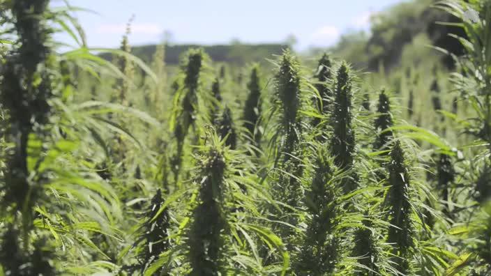 Is hemp oil the next health food?