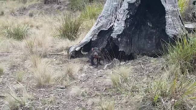 Tasmanian devil found by a hiker in Snug appears to have Facial Tumour Disease