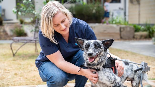 HUGE REVIEW: The state government has initiated a major review of animal welfare laws to put an end to horrible causes of abuse, such as the tragic life altering injuries Slider the dog endured. Pictured: An RSPCA worker and Slider. Credit: RSPCA