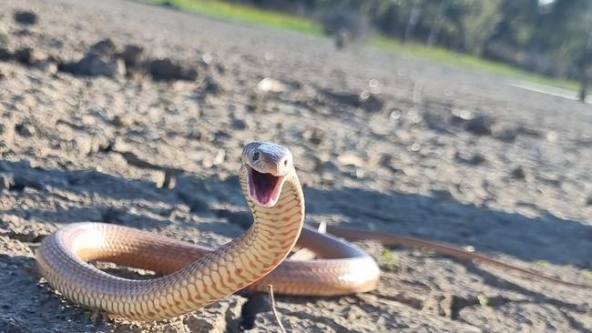 Mildura snake catcher Steven Morrow caught this 3ft eastern brown snake on 17th St this year. Picture: Supplied