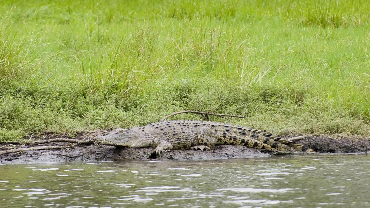 CROC WATCH: 31 sightings in Mackay region waters | The Courier Mail