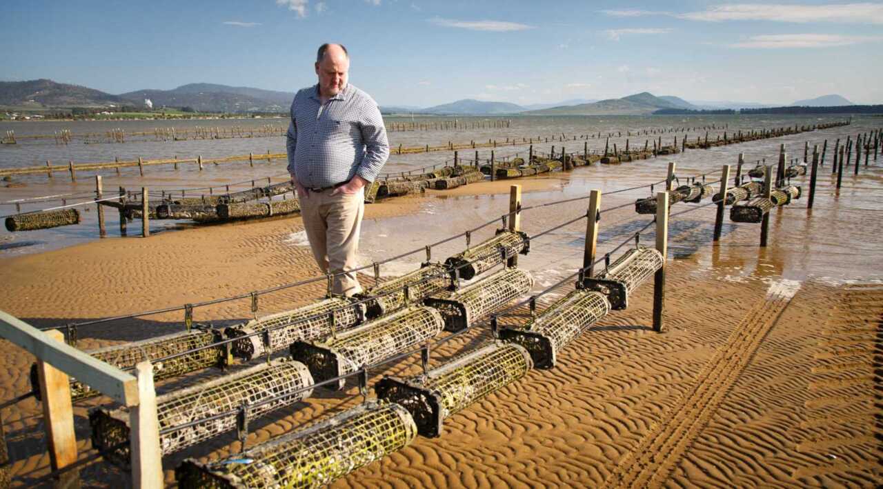 Tasmania oyster farms making steady recovery