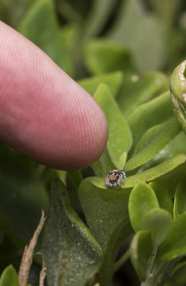 See Seven New Dazzling, Dancing Peacock Spiders, Smart News