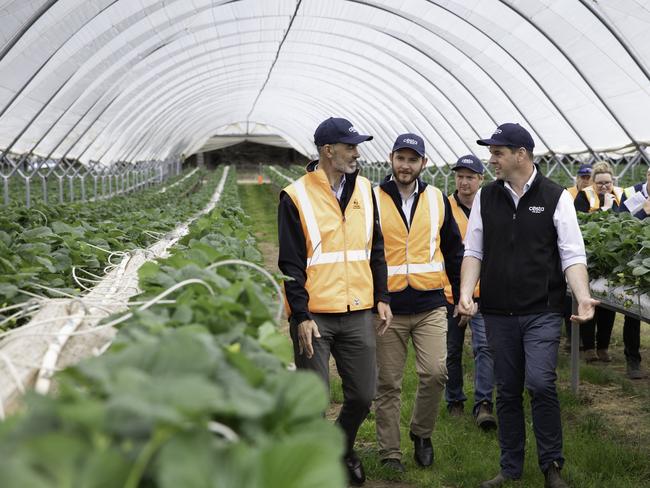 Minister for Primary Industries and Water Guy Barnett, Braddon Liberal MP Felix Ellis, farm manager Blaine Astell and Costa Tas Regional manager Cameron Folder tour Costa's Wesley Vale strawberry farm at the start of the harvesting season.  Picture: GRANT WELLS