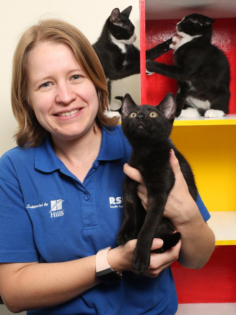 Lonsdale animal deals shelter cats