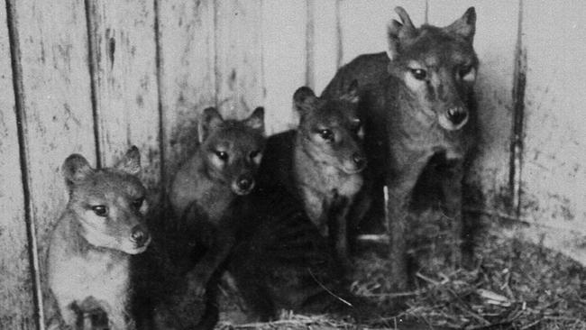 Scientists have taken the first step in reviving the extinct Tassie tiger.