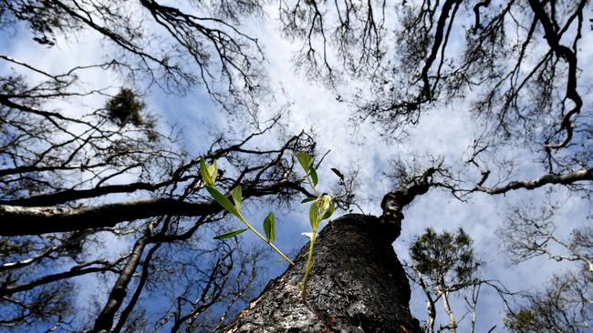 Green shoots are seen sprouting from bushfire affected trees at Peregian Beach on the Sunshine Coast, Tuesday, January 15, 2020. The area's of Peregian Beach and Peregian Breeze Estate were badly affected by a bushfire in September 2019. Picture: AAP/Darren England