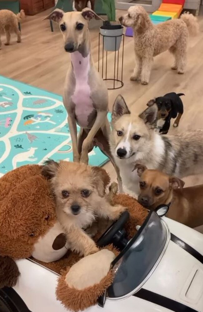 Doggy daycare fun at Oodles and More in Woolloongabba. Picture: instagram.com/oodles.and.more