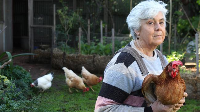 Foxes killing chickens in Colonel Light Gardens backyards | The Advertiser