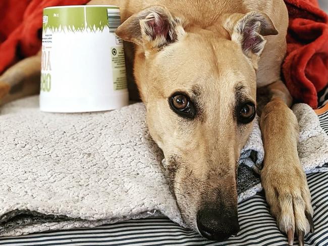 Tonto the greyhound had his hind leg amputated following complications from a surgery performed by Dr Chris Preston in 2018.