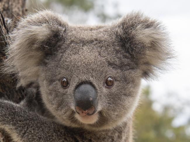 SYDNEY AUSTRALIA - NewsWire Photos, 01 JUNE, 2023: Bawinya the baby koala at Symbio Zoo in Helensburgh.Picture: NCA NewsWire / Simon Bullard
