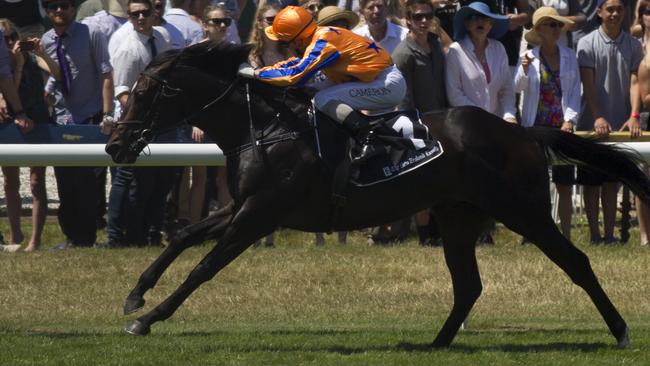 Brisbane run possible: New Zealand colt Xtravagant winning at Ellerslie in December. Picture: Nick Reed