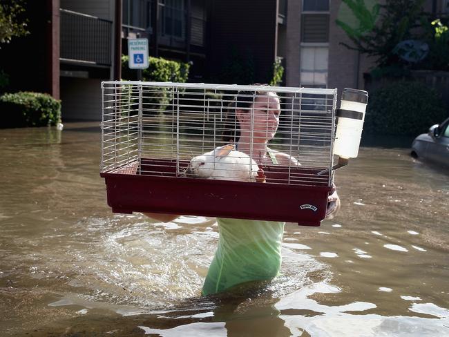 Shannon Danley carries a rabbit to a rescue boat after it was found floating in floodwater in an apartment complex after it was inundated with water following Hurricane Harvey on August 30, 2017 in Houston, Texas. Harvey, which made landfall north of Corpus Christi August 25, has dumped nearly 50 inches of rain in and around areas Houston.Picture: AFP