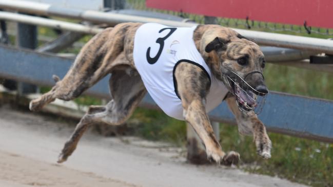 Victorian greyhound Zevatron winning his Devonport Chase heat.