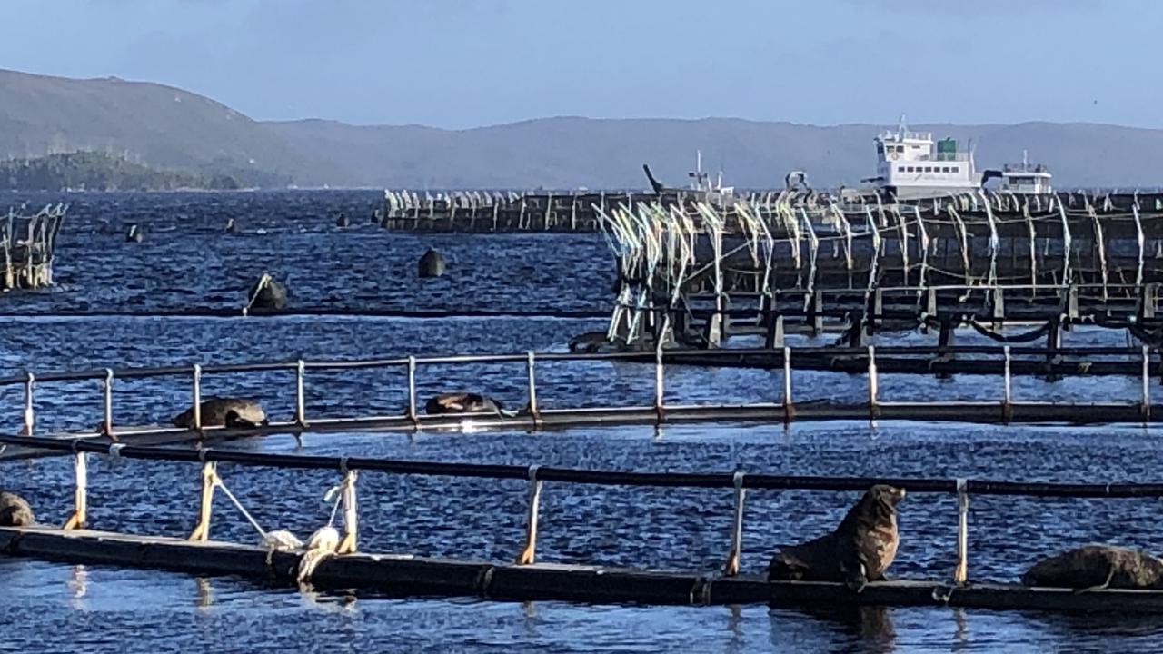 Huge amount of dead salmon removed from Macquarie Harbour